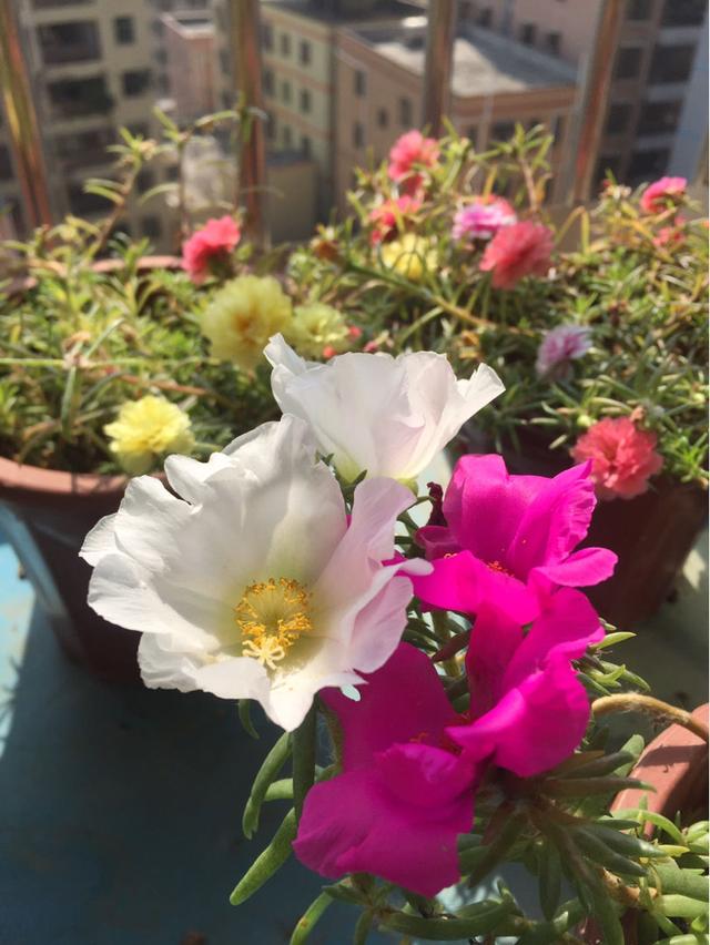 史上最好养的花之一，俩月没管仍呼呼长，不操心就开出花海