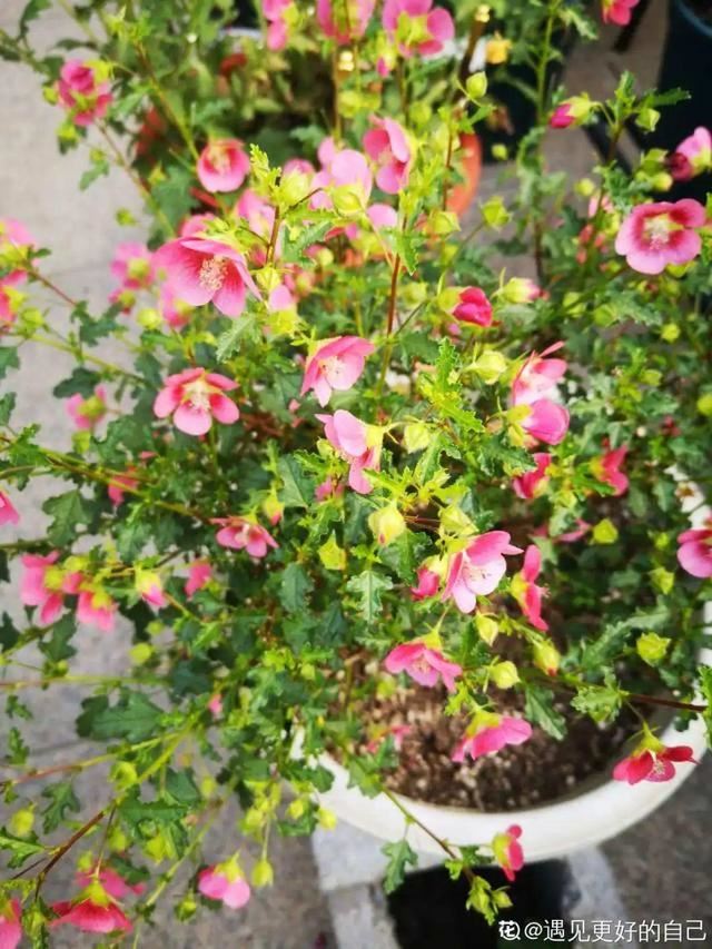 小木槿特耐剪，剪得越狠、开花越多，花朵挂满枝！