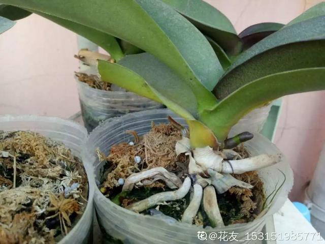 养这花不用土，装进塑料袋喷喷水，叶子绿油油越长越好