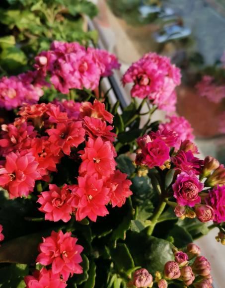 想让天竺葵一开四季，首先打好这个基础，要不然开一季也难