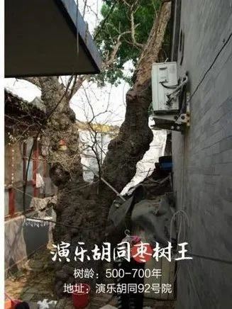 老北京植树种花都有什么讲究？