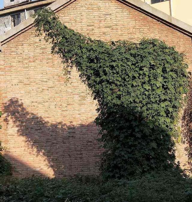 小时候见的“6种”野草，就是不知道叫啥名，看完你就记住了