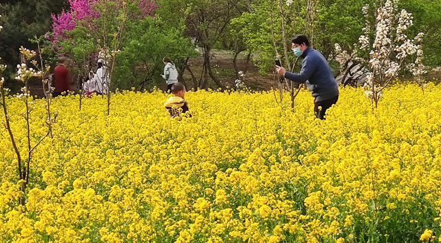 北京东五环这几十亩油菜花绽放 人少景美还免费