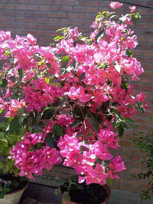 这花适合养在“大花盆”，花盆越大，根系越旺盛，花长得更壮