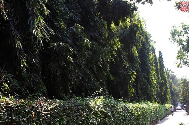 国外种路边的树，没有一个见过，长见识了