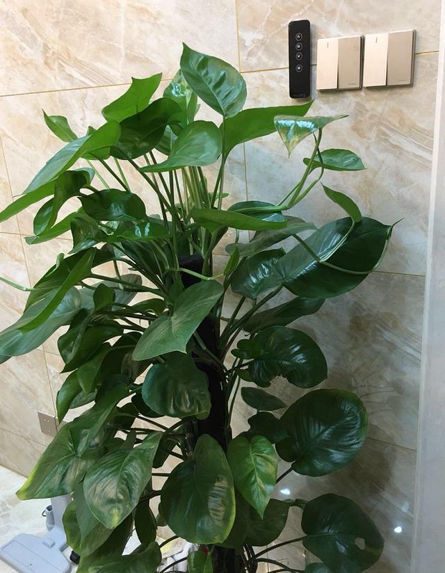 参天大绿萝,一片叶子比脸大,长了足足3层楼高! 参天大绿萝,一片叶子比脸大,长了足足3层楼高!