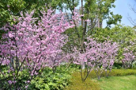 因为太美,它常被误以为是假花? 因为太美,它常被误以为是假花?