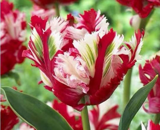 养了半年的仙人球，以为活得好好的，挖出来发现早烂了