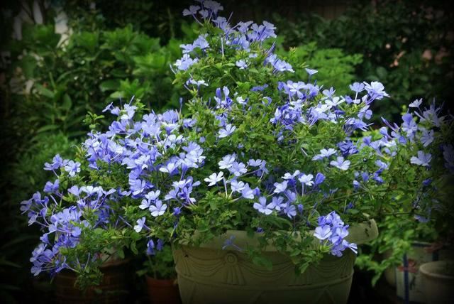 阳台花园养什么花，就差这3种，种上就有不一样的花海