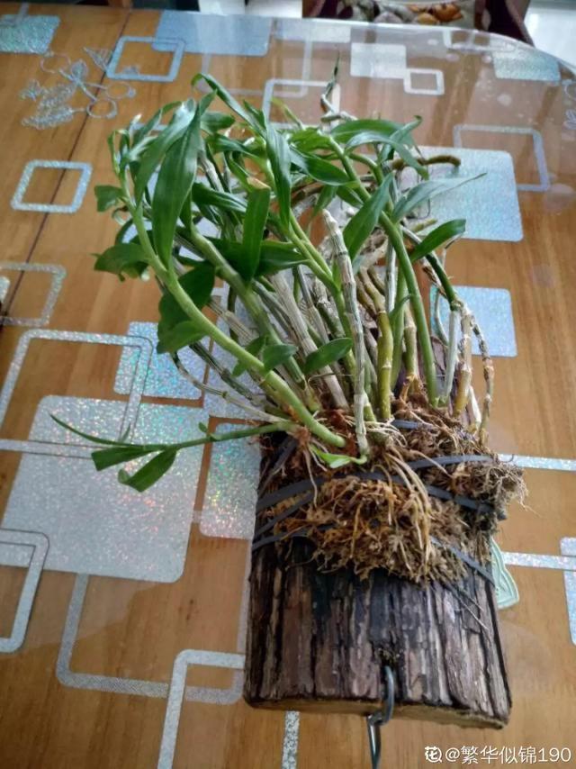 养这花不用土，装进塑料袋喷喷水，叶子绿油油越长越好