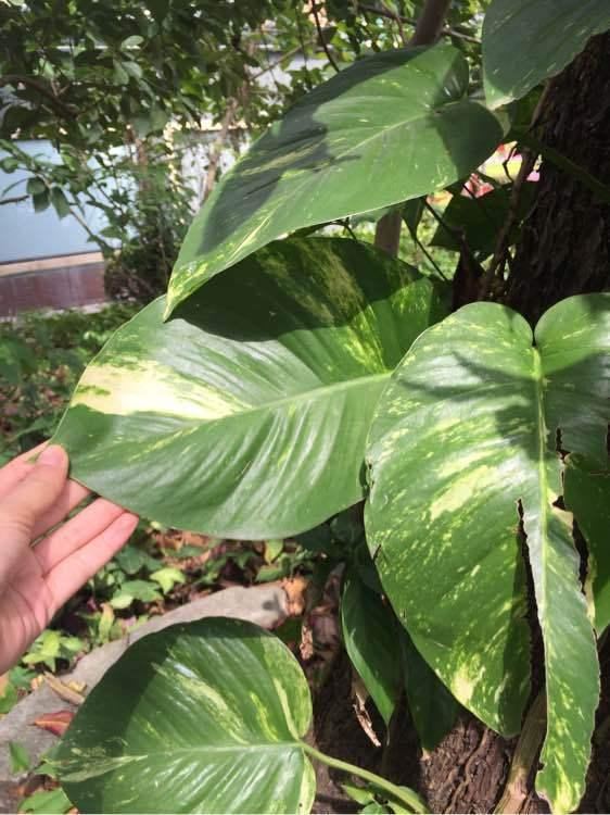 参天大绿萝,一片叶子比脸大,长了足足3层楼高! 参天大绿萝,一片叶子比脸大,长了足足3层楼高!