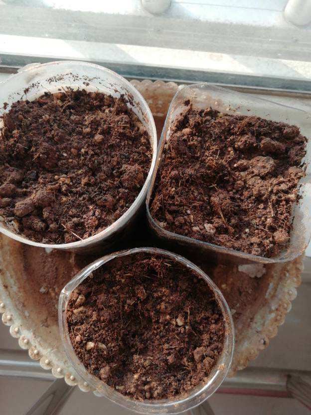 史上最好养的花之一，俩月没管仍呼呼长，不操心就开出花海