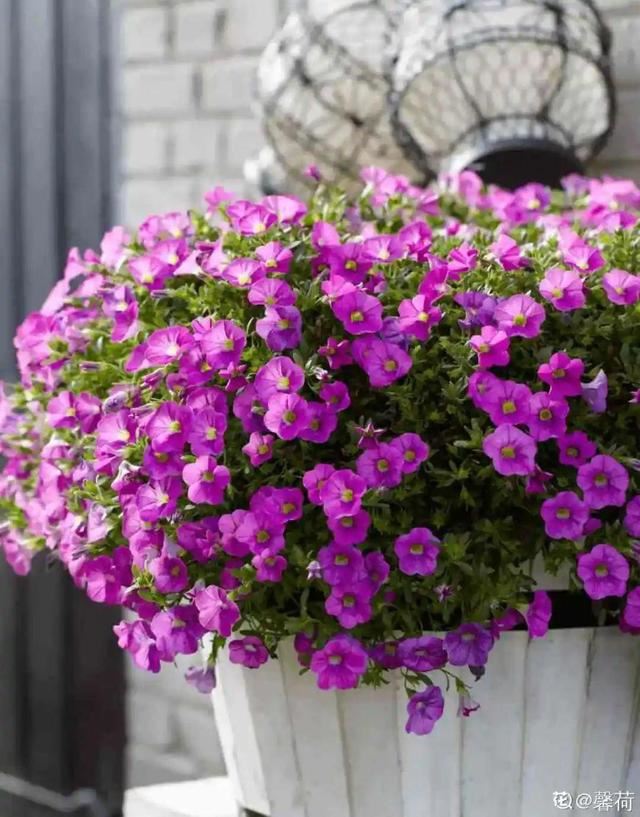 百万小铃，听名字就想养的花，一茬接一茬能开大半年