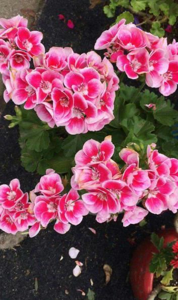 想让天竺葵一开四季，首先打好这个基础，要不然开一季也难