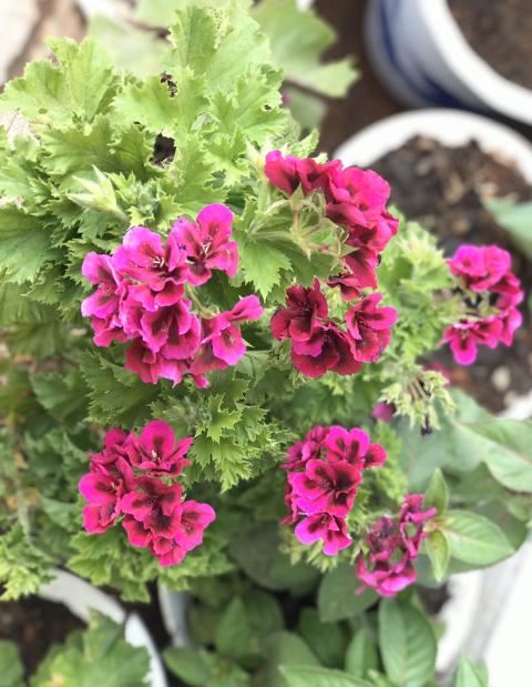 想让天竺葵一开四季，首先打好这个基础，要不然开一季也难