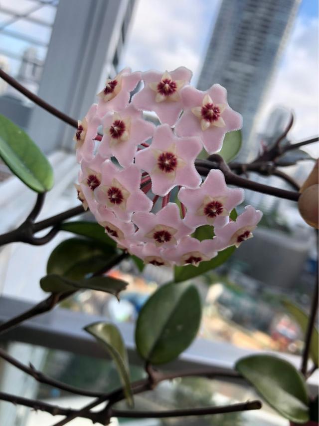 只要一点点光，就能爆盆的花，这“2种”不能少