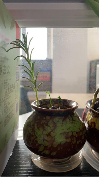 史上最好养的花之一，俩月没管仍呼呼长，不操心就开出花海