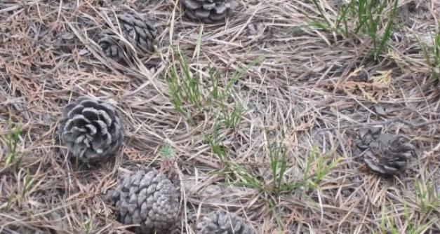 养殖花草如何预防烂根、虫害?往土里掺上它们,植物越长越旺 养殖花草如何预防烂根、虫害?往土里掺上它们,植物越长越旺