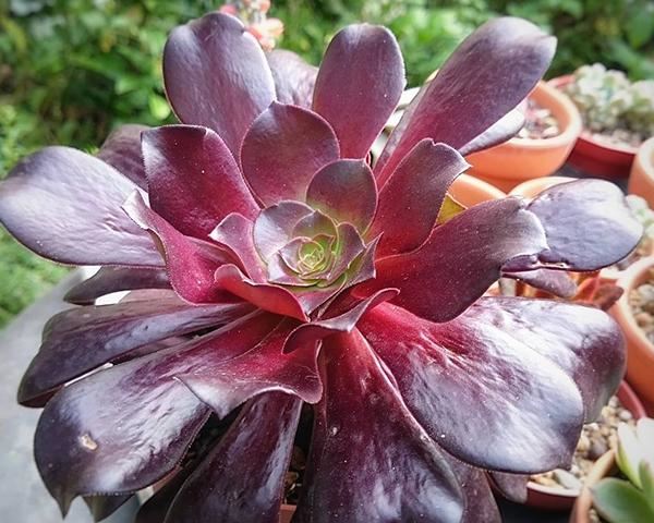 家里养的多肉太多了,做盆景的话,没有一盆黑法师真遗憾 家里养的多肉太多了,做盆景的话,没有一盆黑法师真遗憾