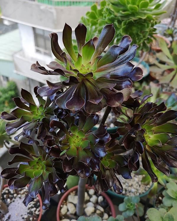 家里养的多肉太多了,做盆景的话,没有一盆黑法师真遗憾 家里养的多肉太多了,做盆景的话,没有一盆黑法师真遗憾