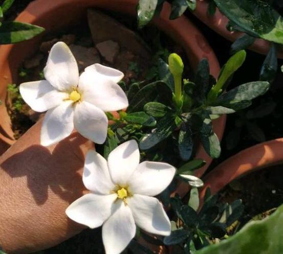 室内盆栽栀子花,教你个最佳方法,5步学到手,年年开花不是事 室内盆栽栀子花,教你个最佳方法,5步学到手,年年开花不是事