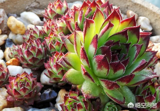 观音莲颜色由嫩绿变成灰绿,怎么了? 观音莲颜色由嫩绿变成灰绿,怎么了?