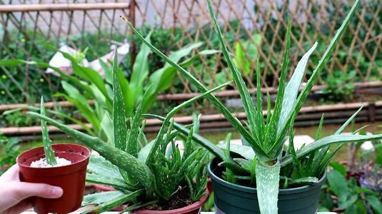 芦荟施肥有方法，注意这几点，株型饱满叶子肥！
