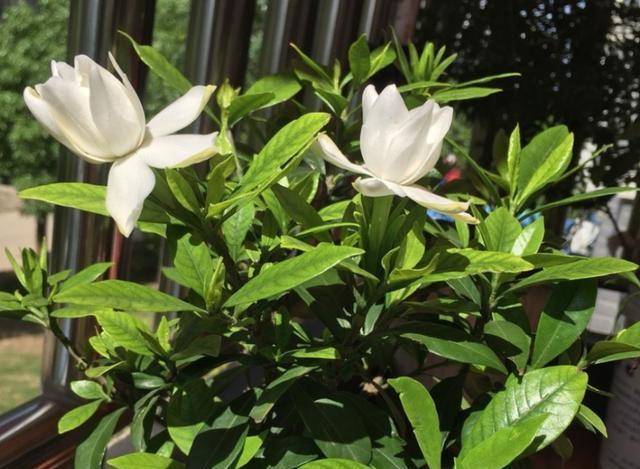 室内盆栽栀子花,教你个最佳方法,5步学到手,年年开花不是事 室内盆栽栀子花,教你个最佳方法,5步学到手,年年开花不是事