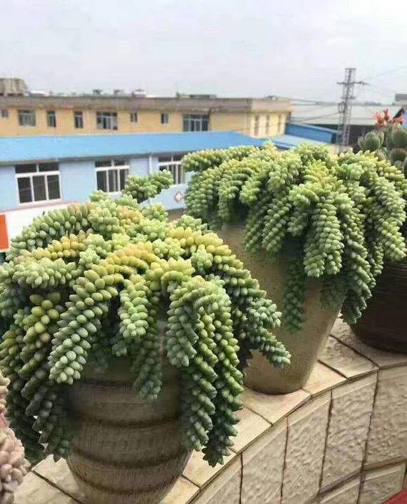3种多肉植物,放于窗边养护或挂于空中,都容易长成绿珠帘 3种多肉植物,放于窗边养护或挂于空中,都容易长成绿珠帘