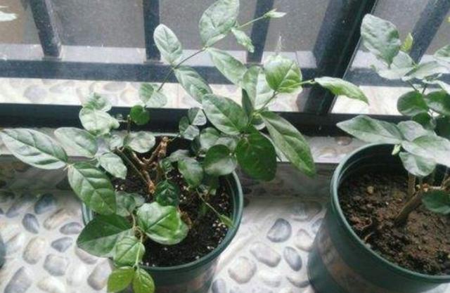 茉莉冬天落叶不用担心，早春给它做好这几点，植株长得更茂盛