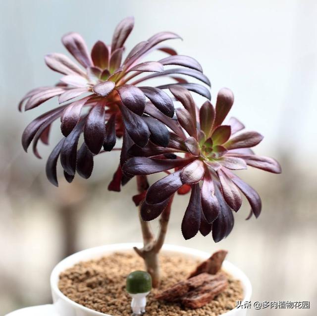 黑法师春季要这样养，不愁养不好