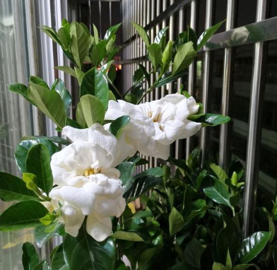 室内盆栽栀子花,教你个最佳方法,5步学到手,年年开花不是事 室内盆栽栀子花,教你个最佳方法,5步学到手,年年开花不是事