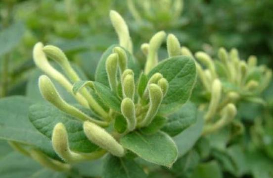 盆栽金银花,养护注意“3件事”,枝干粗壮侧芽多,年年开花爆盆 盆栽金银花,养护注意“3件事”,枝干粗壮侧芽多,年年开花爆盆