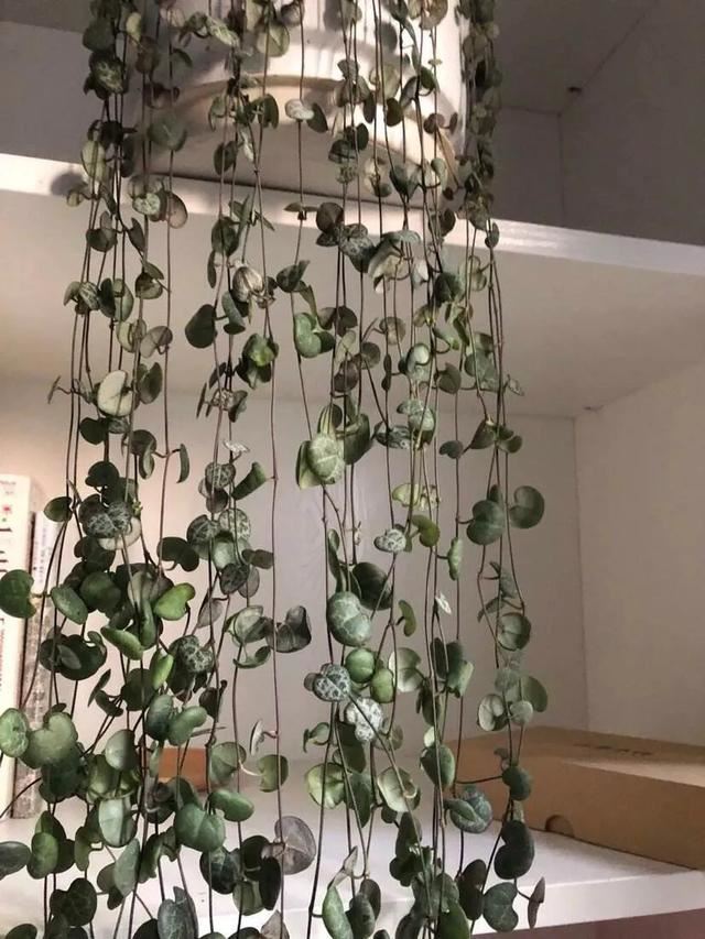 3种多肉植物,放于窗边养护或挂于空中,都容易长成绿珠帘 3种多肉植物,放于窗边养护或挂于空中,都容易长成绿珠帘