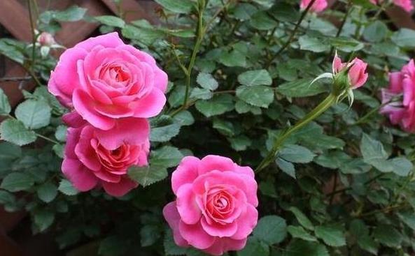 如何打理月季多开花?从4方面下手,花朵量多、个大、色艳 如何打理月季多开花?从4方面下手,花朵量多、个大、色艳