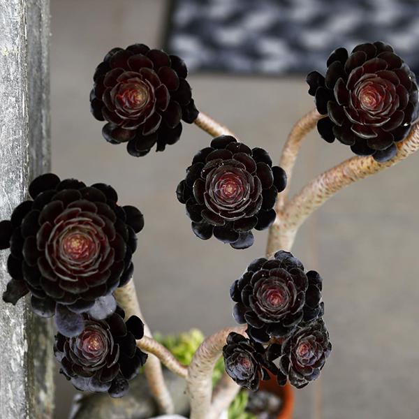 家里养的多肉太多了,做盆景的话,没有一盆黑法师真遗憾 家里养的多肉太多了,做盆景的话,没有一盆黑法师真遗憾