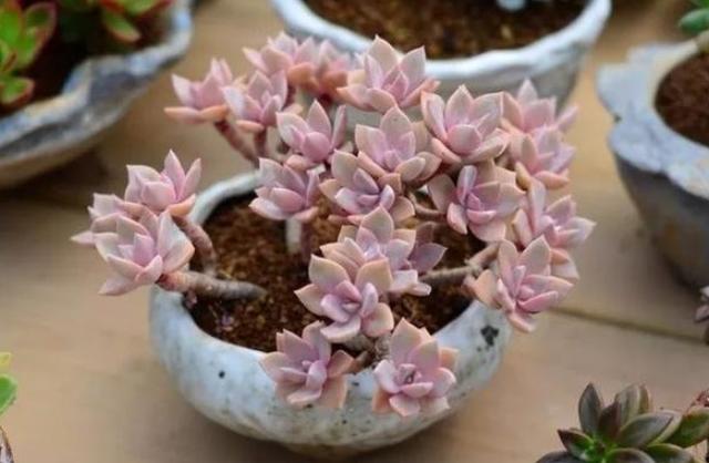 如何管理姬胧月?盆栽多注意4点,叶片轻易染上"女儿红" 如何管理姬胧月?盆栽多注意4点,叶片轻易染上"女儿红"