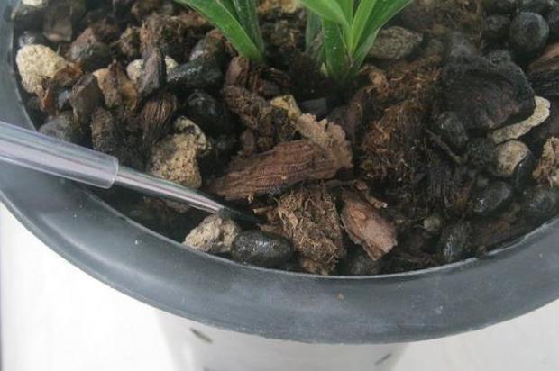 养殖花草如何预防烂根、虫害?往土里掺上它们,植物越长越旺 养殖花草如何预防烂根、虫害?往土里掺上它们,植物越长越旺