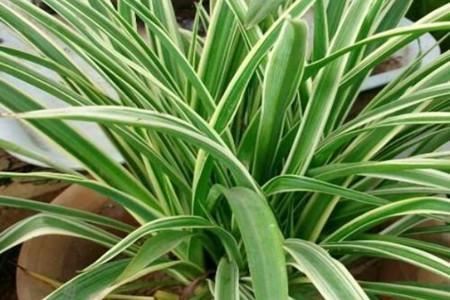 春季养花施肥有4个“坑”不能踩,不然发挥不了肥效,还把花养死 春季养花施肥有4个“坑”不能踩,不然发挥不了肥效,还把花养死