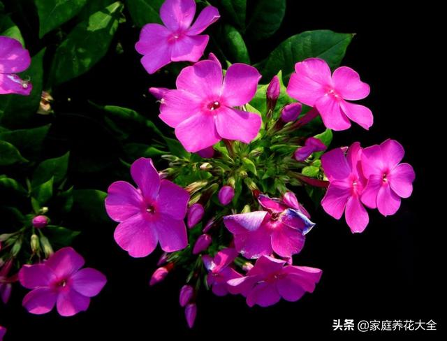 新手养护美女樱，4点要看看，花开满满真好看