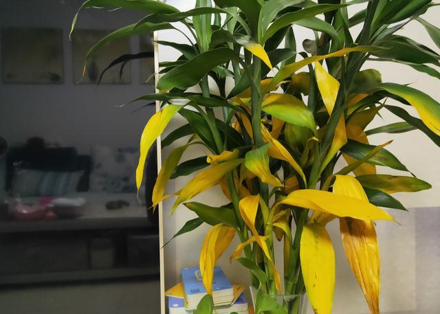 水养富贵竹总“黄叶”?避开5个“小忌讳”,养多久都绿油油 水养富贵竹总“黄叶”?避开5个“小忌讳”,养多久都绿油油