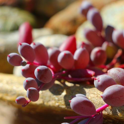 紫玄月养成瀑布时间短,春天做好3点,红的、紫的、绿的真惹眼 紫玄月养成瀑布时间短,春天做好3点,红的、紫的、绿的真惹眼