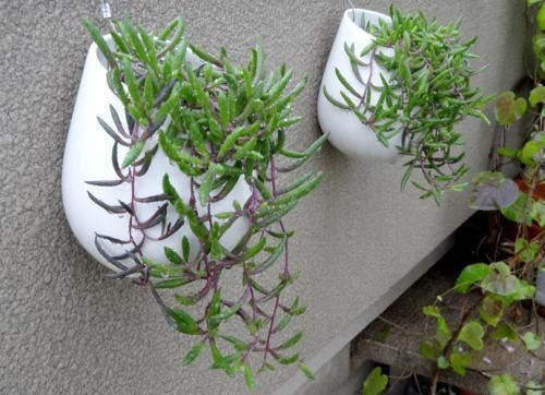 紫玄月养成瀑布时间短,春天做好3点,红的、紫的、绿的真惹眼 紫玄月养成瀑布时间短,春天做好3点,红的、紫的、绿的真惹眼