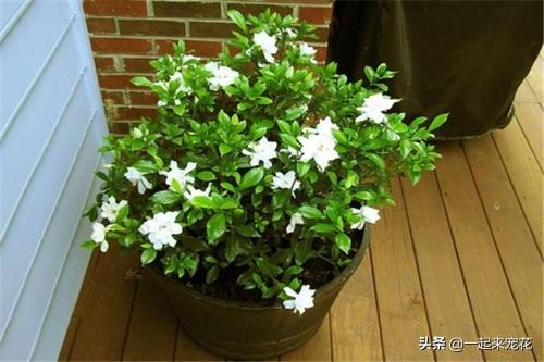 栀子花就是个醋坛子，7天喝一次白醋，花疯长爆满盆