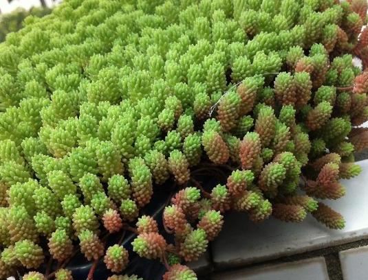 喜欢养多肉就选此5种,阳台盆栽轻松"溢出来",好看又好养 喜欢养多肉就选此5种,阳台盆栽轻松"溢出来",好看又好养