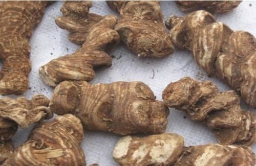 长在竹林里的“1野草”,看到别拔掉,很珍贵,好几百1斤 长在竹林里的“1野草”,看到别拔掉,很珍贵,好几百1斤