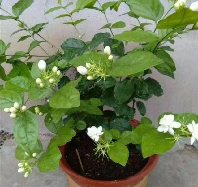 茉莉冬天落叶不用担心，早春给它做好这几点，植株长得更茂盛
