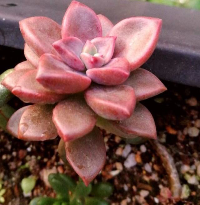 如何管理姬胧月?盆栽多注意4点,叶片轻易染上"女儿红" 如何管理姬胧月?盆栽多注意4点,叶片轻易染上"女儿红"