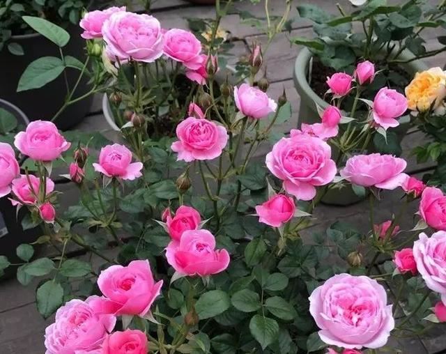 如何打理月季多开花?从4方面下手,花朵量多、个大、色艳 如何打理月季多开花?从4方面下手,花朵量多、个大、色艳