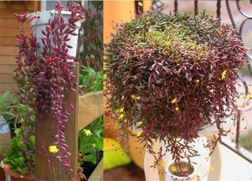 紫玄月养成瀑布时间短,春天做好3点,红的、紫的、绿的真惹眼 紫玄月养成瀑布时间短,春天做好3点,红的、紫的、绿的真惹眼